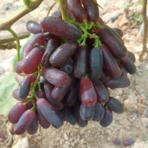 甜蜜蓝宝石阳光玫瑰中国红玫瑰葡萄苗种植基地