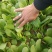油菜大量上市质量有保证量大质量好