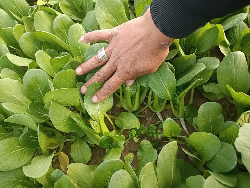 油菜大量上市质量有保证量大质量好