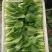 油菜大量上市质量有保证量大质量好