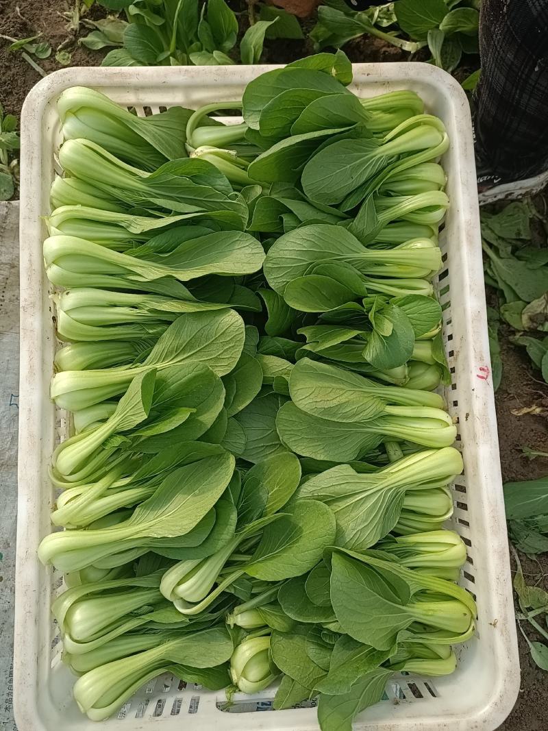 油菜大量上市质量有保证量大质量好
