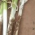 优质长白大葱，质优价廉，供应量大，供应期长。