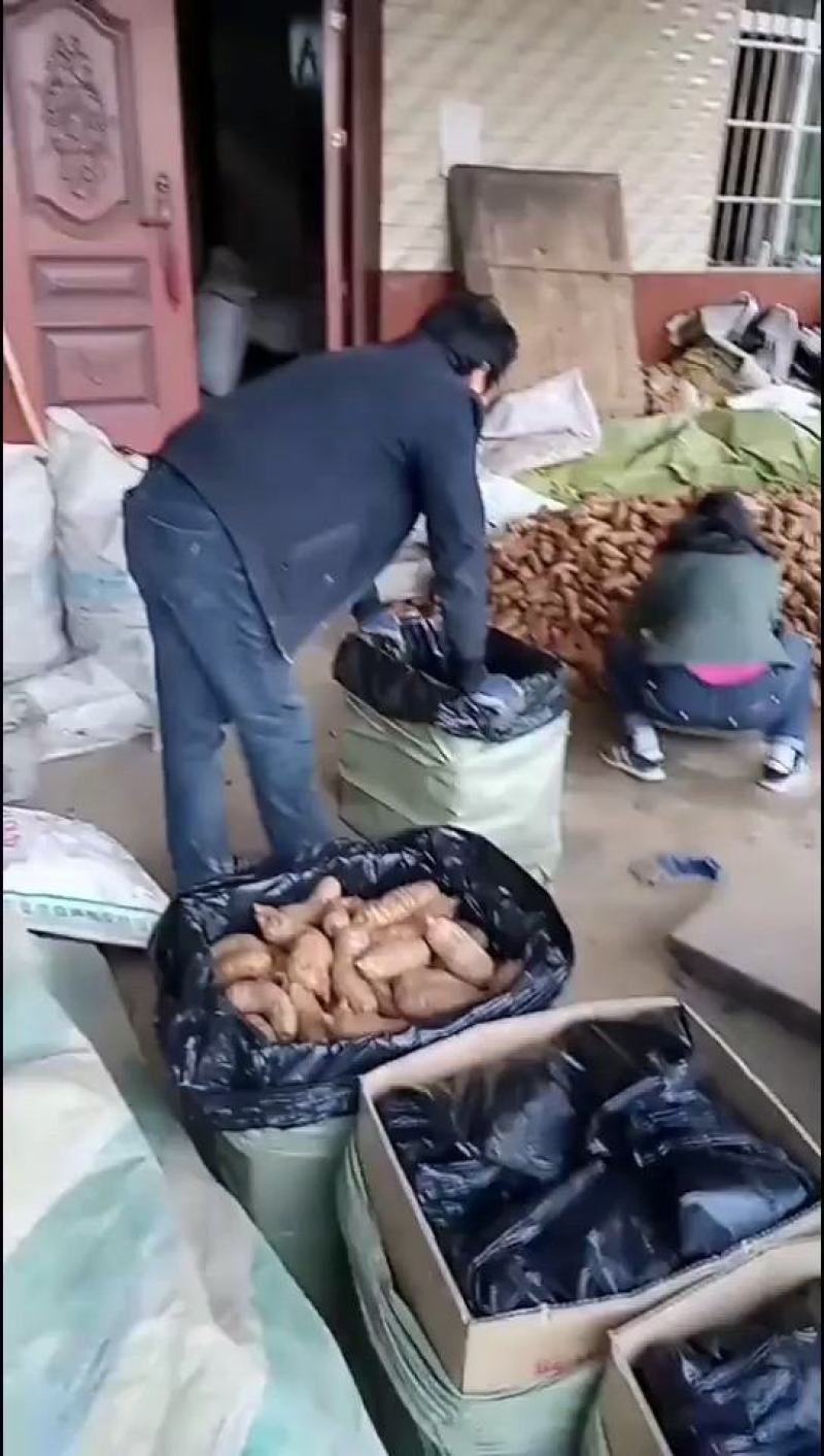 鲜天麻质量保证全国发货规格齐全欢迎联系