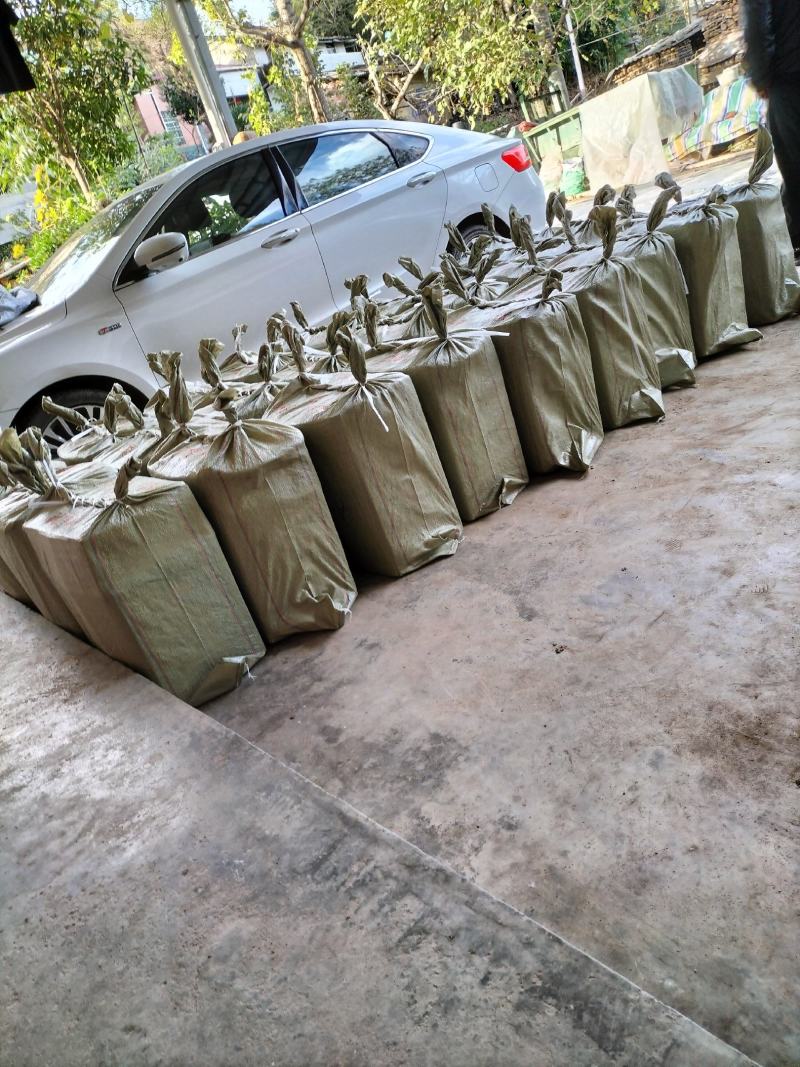 鲜天麻质量保证全国发货规格齐全欢迎联系
