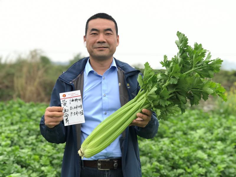 【荐】法国皇后芹菜种子黄玉西芹种子耐低温豫艺种业厂家直销