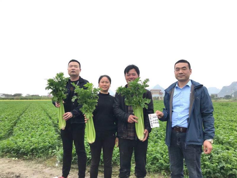 【荐】法国皇后芹菜种子黄玉西芹种子耐低温豫艺种业厂家直销