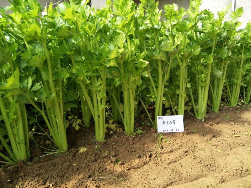 【荐】法国皇后芹菜种子黄玉西芹种子耐低温豫艺种业厂家直销