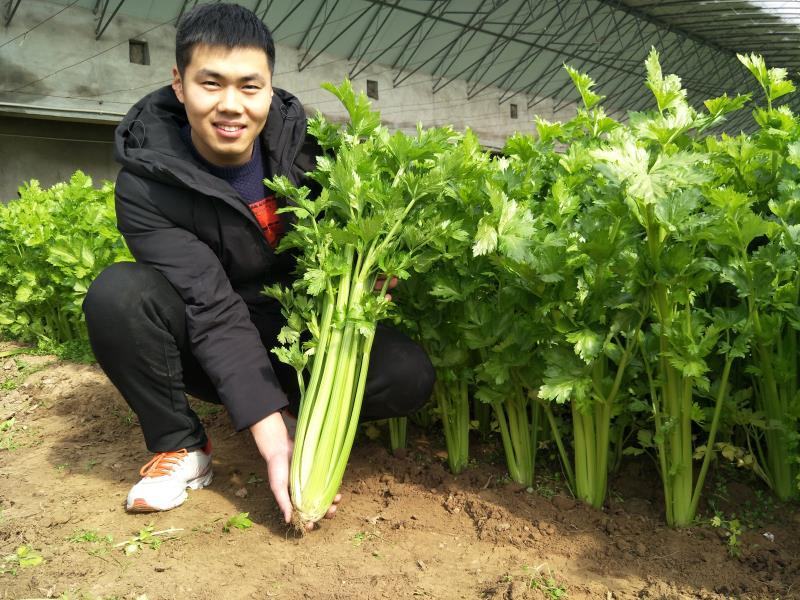 【荐】法国皇后芹菜种子黄玉西芹种子耐低温豫艺种业厂家直销