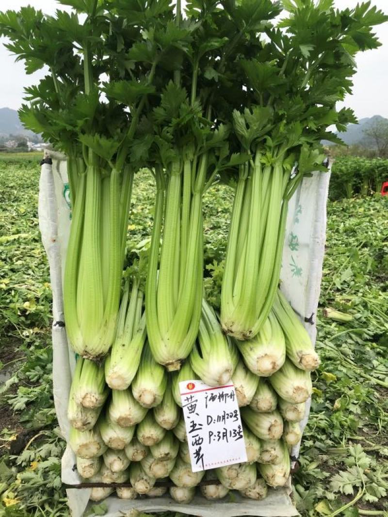 【荐】法国皇后芹菜种子黄玉西芹种子耐低温豫艺种业厂家直销