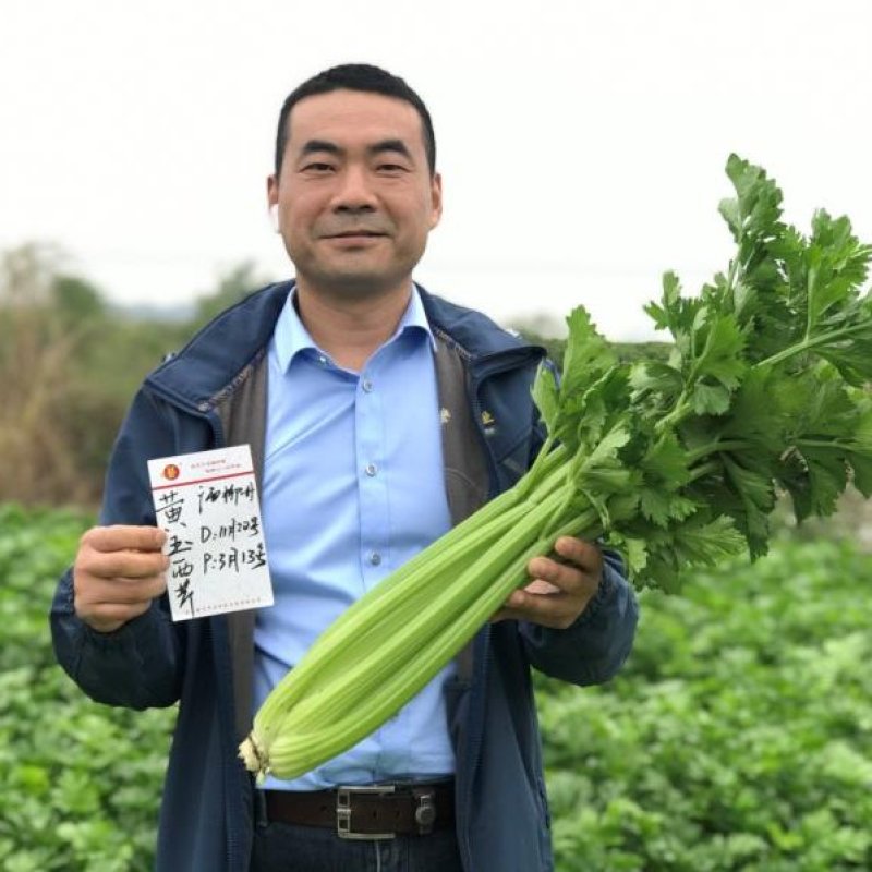 【荐】法国皇后芹菜种子黄玉西芹种子耐低温豫艺种业厂家直销