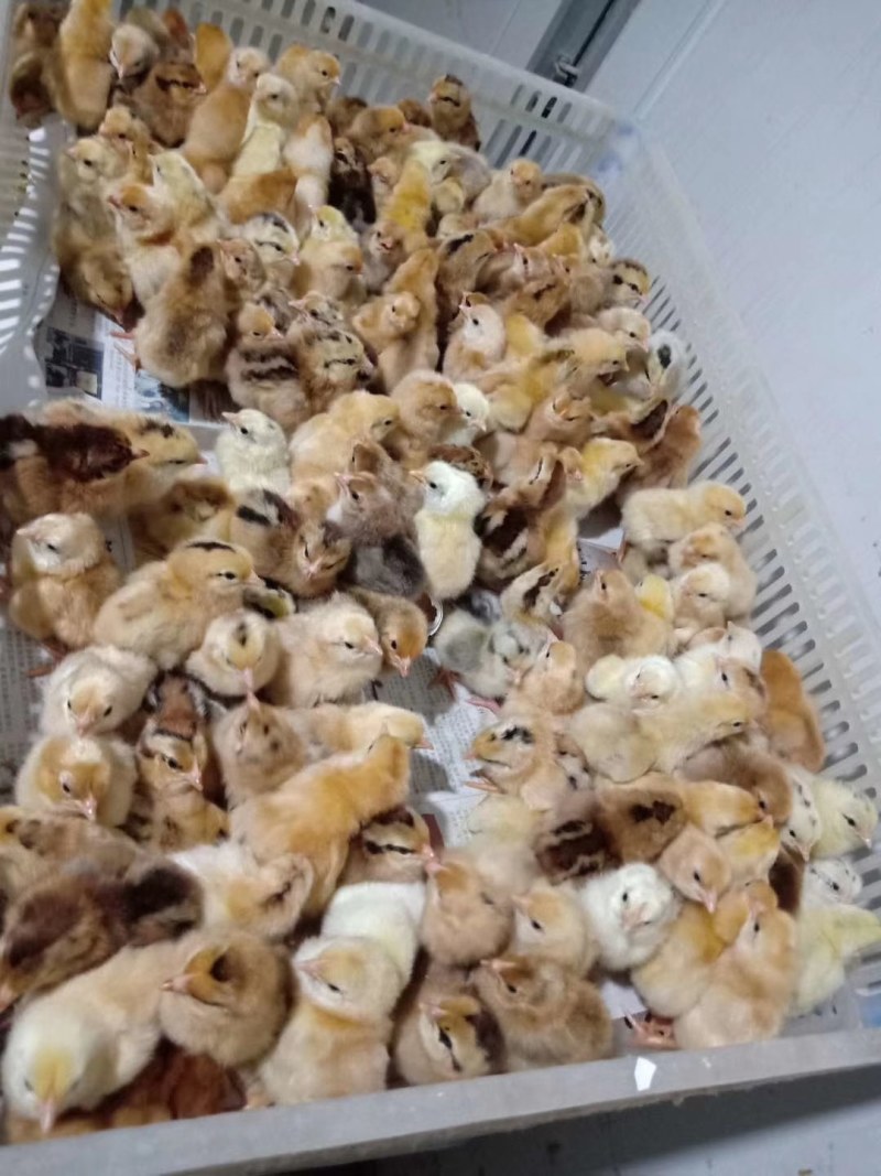 热销青脚土鸡苗淮南王青脚细脚高脚土鸡苗黄羽青脚黄麻土鸡苗