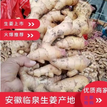 安徽临泉生姜大黄姜小黄姜产地直销量大优惠