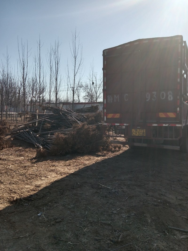 山东聊城杨树苗大量供应中产地直发可视频看货价格便宜
