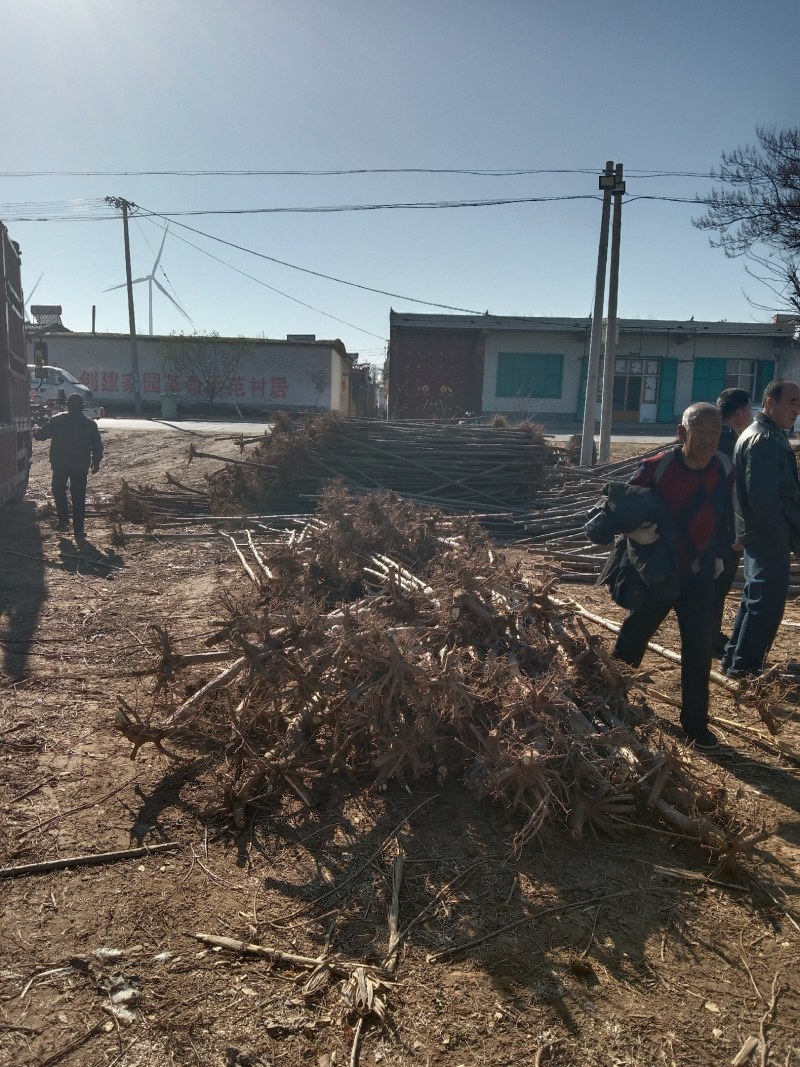 山东聊城杨树苗大量供应中产地直发可视频看货价格便宜