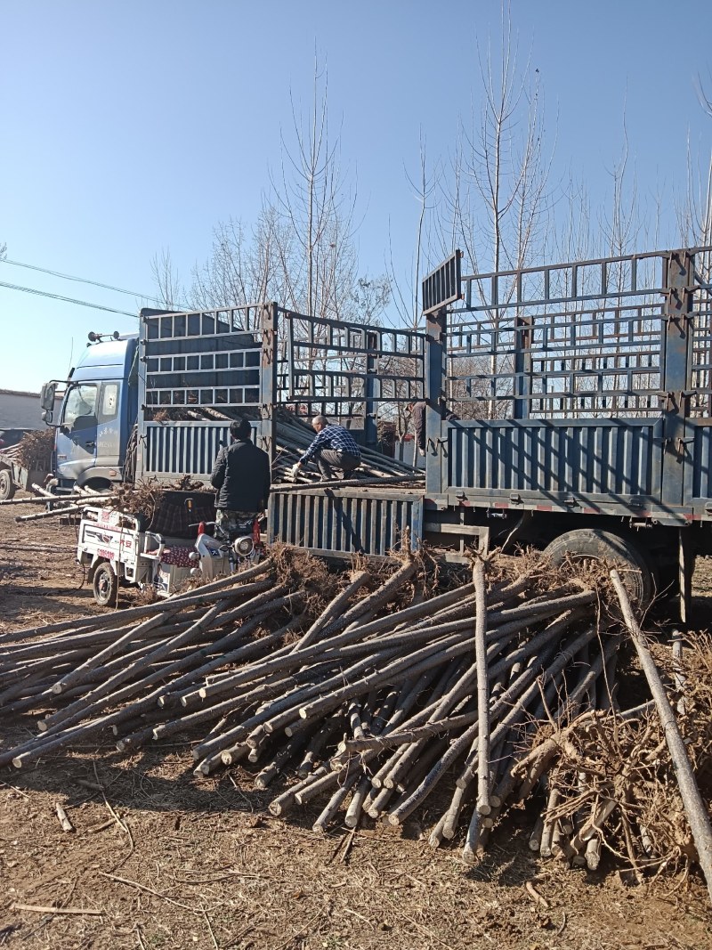 山东聊城杨树苗大量供应中产地直发可视频看货价格便宜