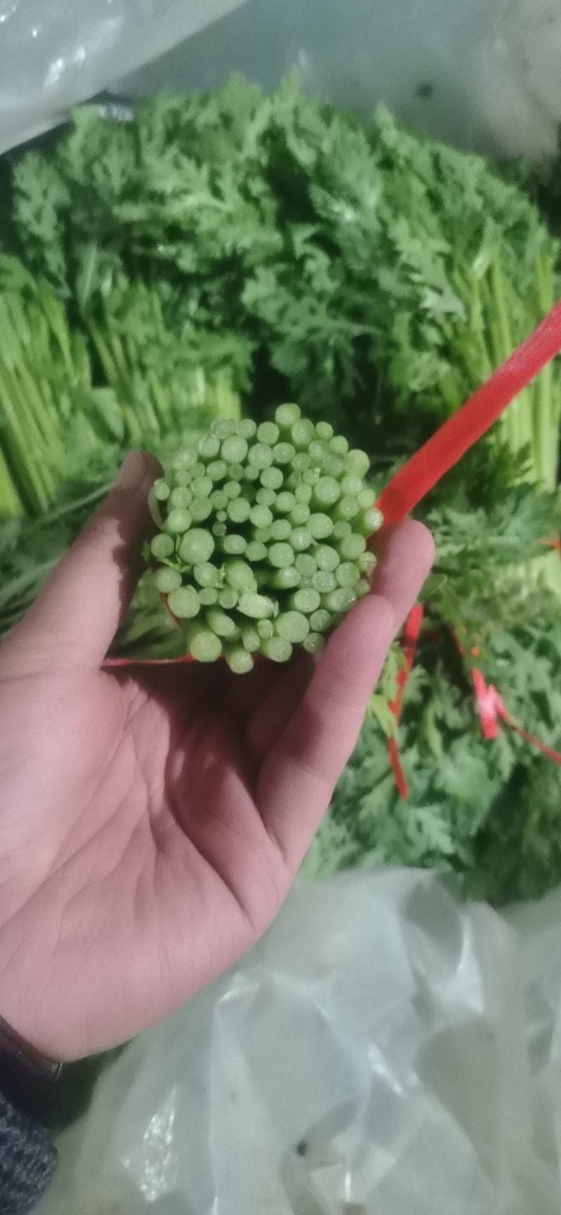 寿光光杆茼蒿价格不高质量好、支持全国代发车。