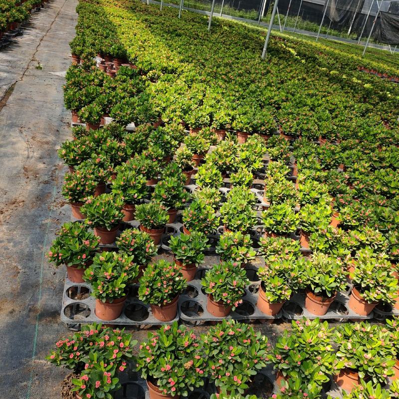 铁海棠虎刺梅盆栽多肉室内花卉绿植带花带盆发货
