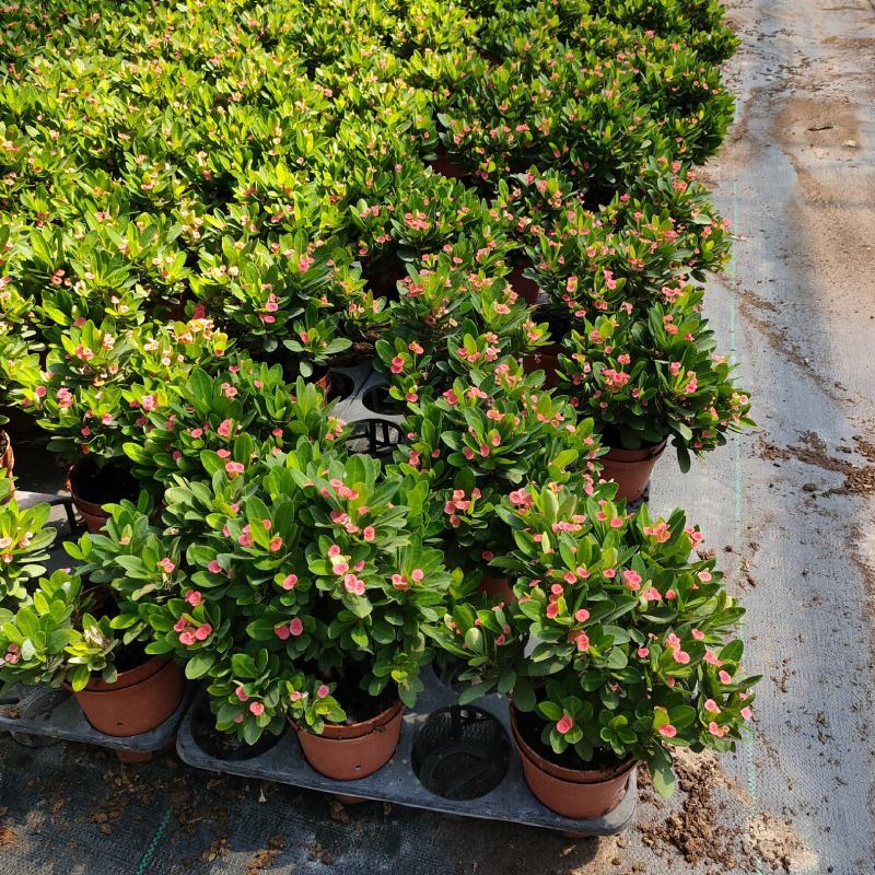 铁海棠虎刺梅盆栽多肉室内花卉绿植带花带盆发货