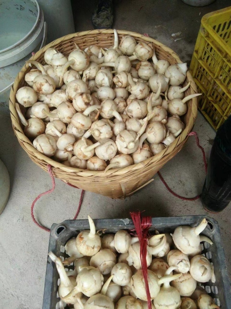 广西柳州产地茨菇中大货大量新上市