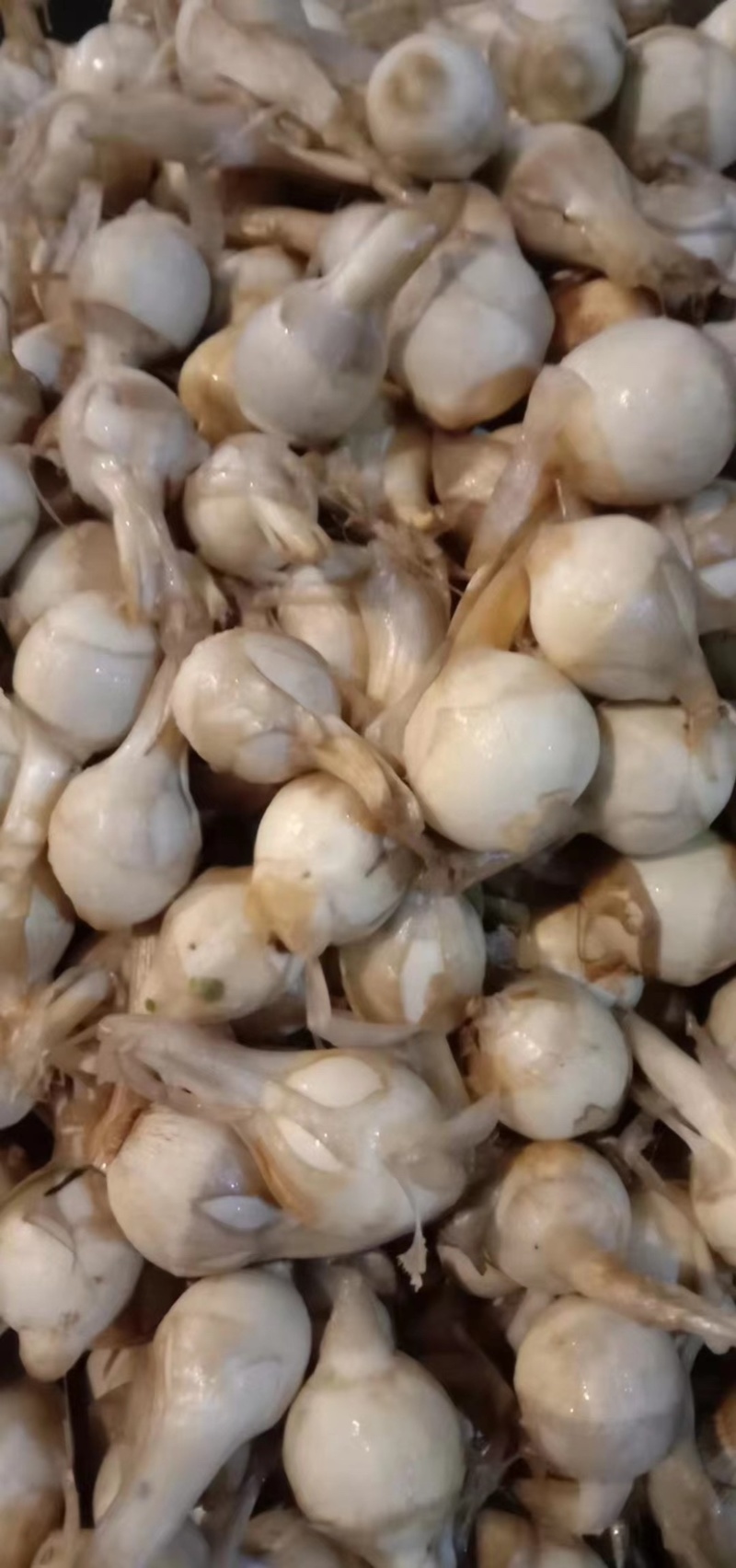 广西柳州产地茨菇中大货大量新上市