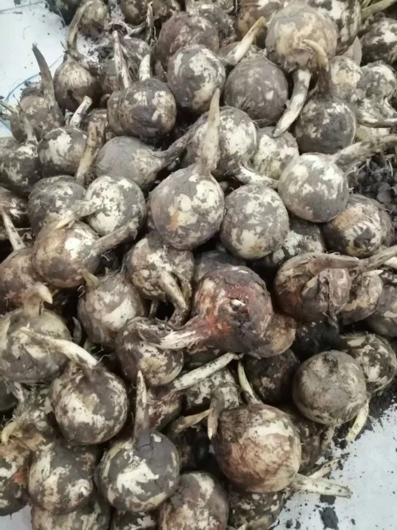 广西柳州产地茨菇中大货大量新上市