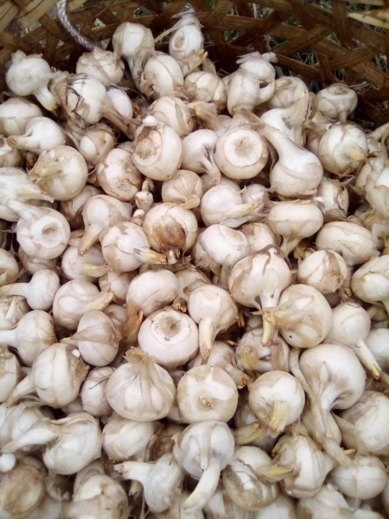 广西柳州产地茨菇中大货大量新上市