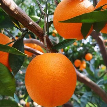 秭归九月红果冻橙纽荷尔，长虹血橙伦晚自家果园无中间商。