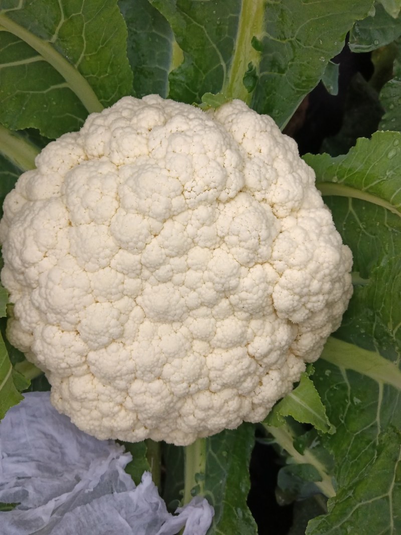 散花，漂白，无毛，花型圆整！