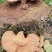 长白山灵芝孢子粉特级片状高端送礼批发直销