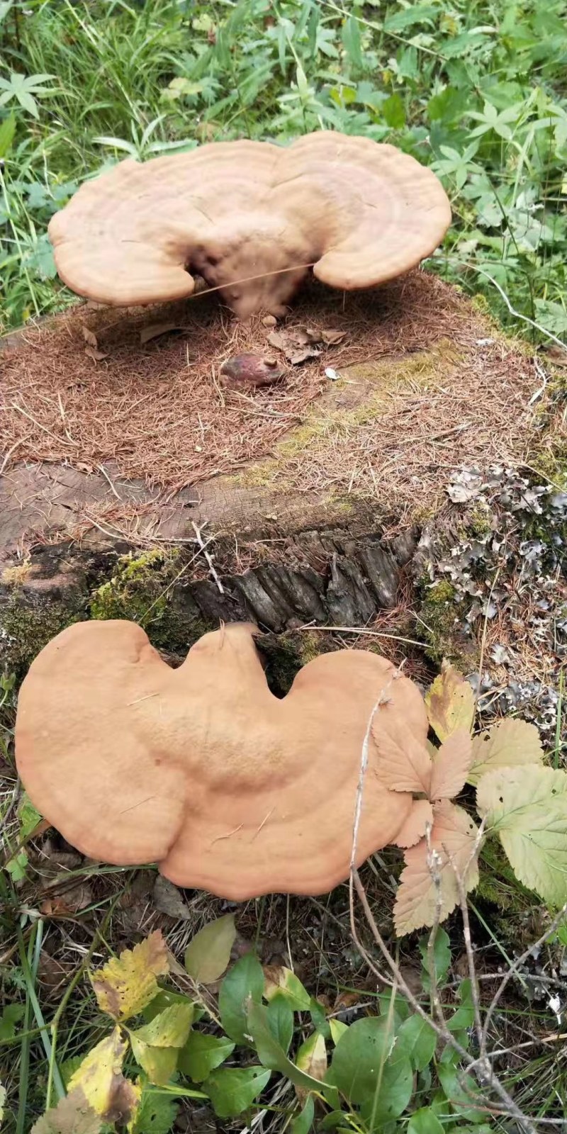 长白山灵芝孢子粉特级片状高端送礼批发直销