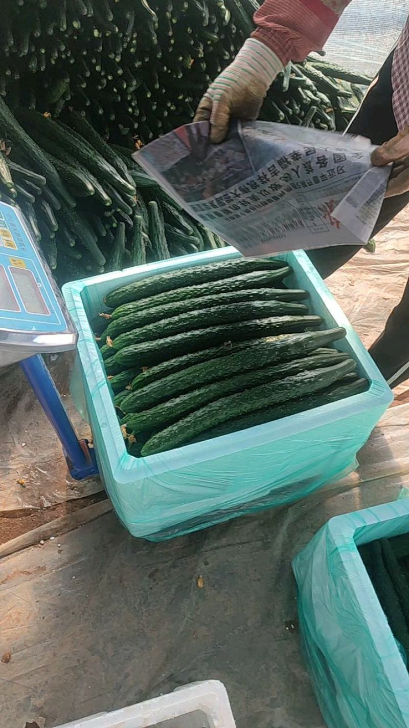 云南密刺黄瓜元谋县黄瓜大量现货供应