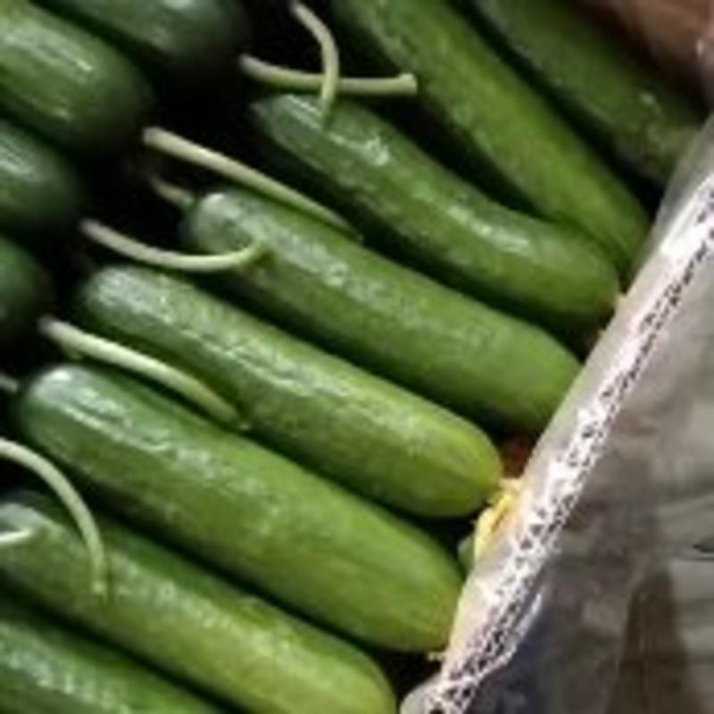 【热卖】精品优质小黄瓜，长年供应，全国发货，欢迎进店联系