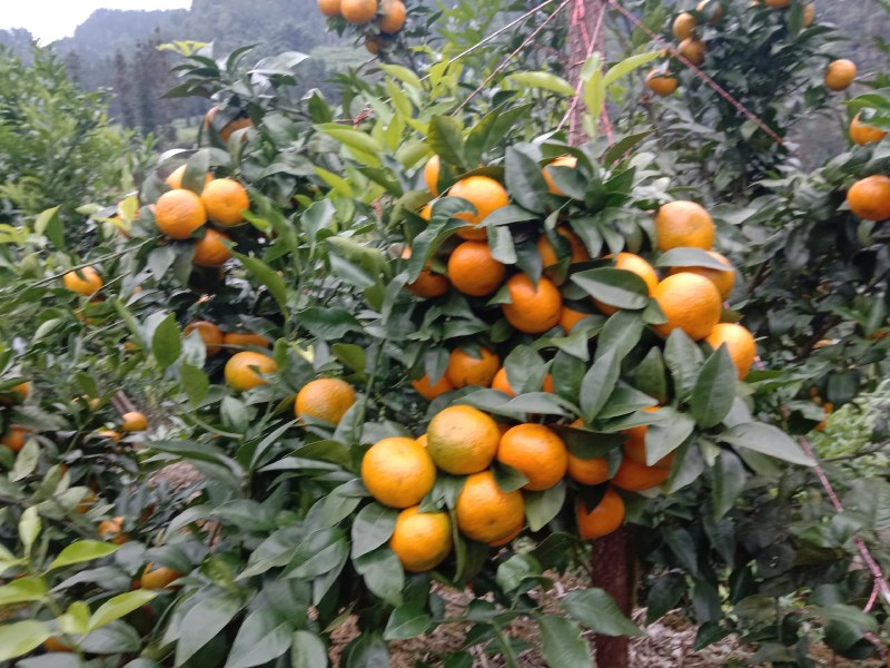 沃柑