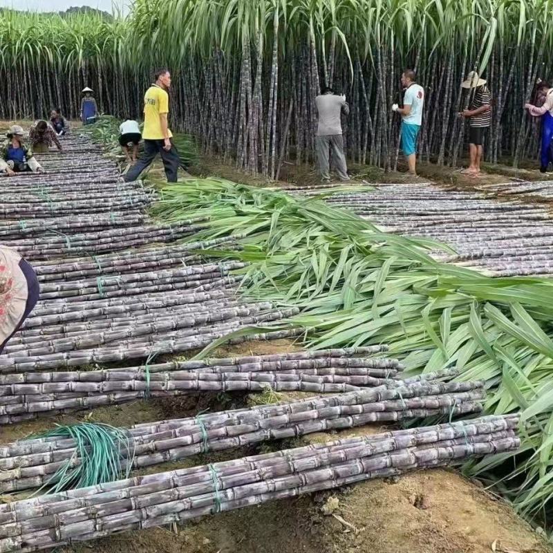 【精选】广西黑皮甘蔗一件代发下单当天发出不压单