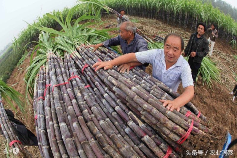 【精选】广西黑皮甘蔗一件代发下单当天发出不压单
