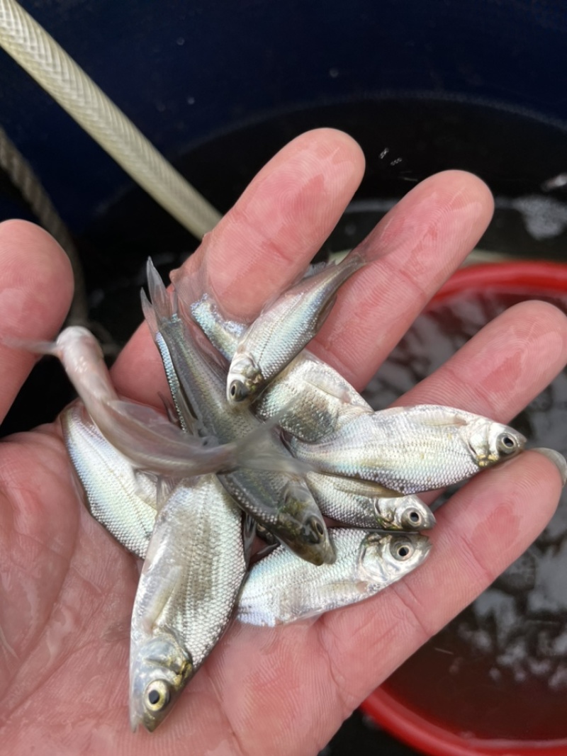 优选广东鳊鱼苗武昌鱼苗鳊鱼苗三角鲂鱼苗大量上市欢迎来电