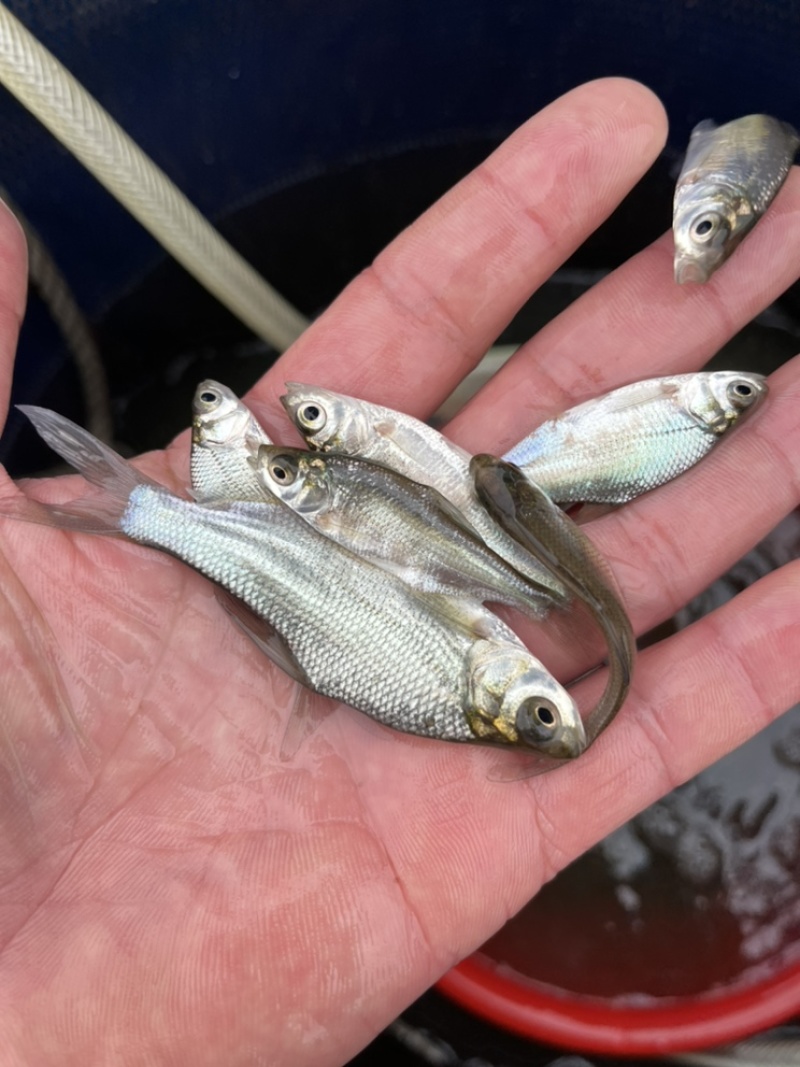 优选广东鳊鱼苗武昌鱼苗鳊鱼苗三角鲂鱼苗大量上市欢迎来电
