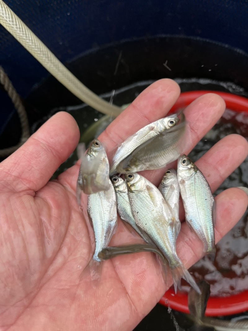 优选广东鳊鱼苗武昌鱼苗鳊鱼苗三角鲂鱼苗大量上市欢迎来电