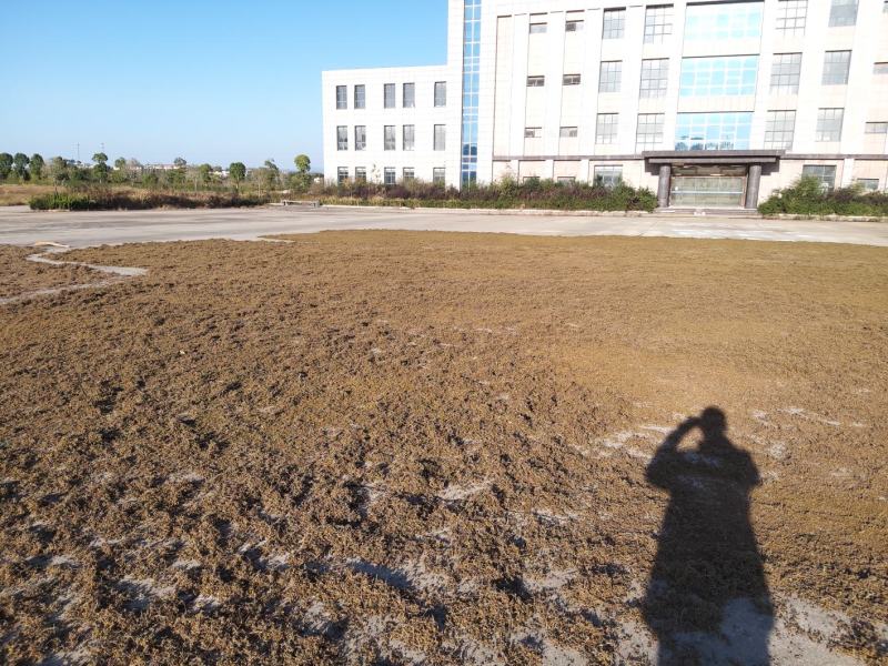 丘陵地带高含量野菊花