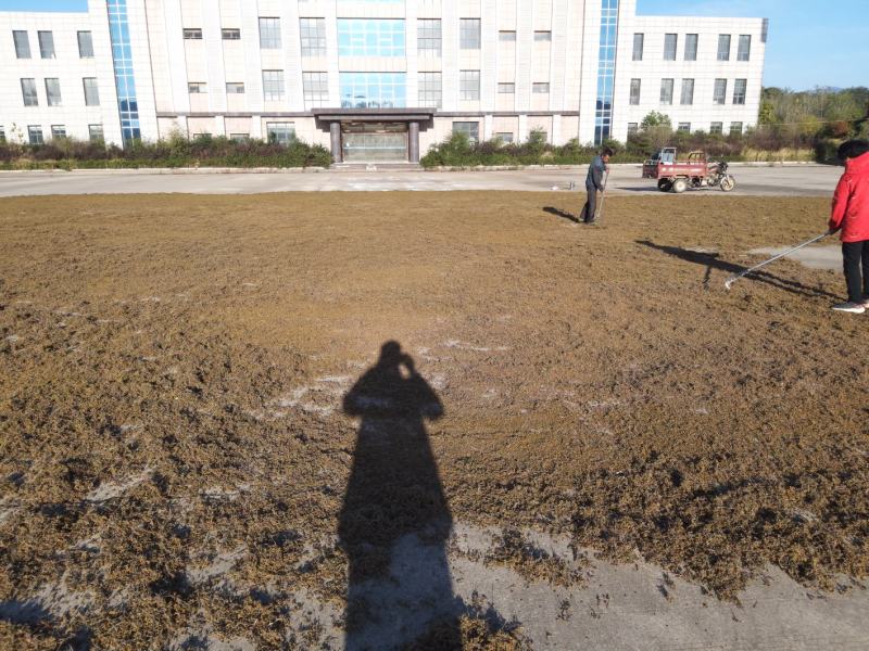 丘陵地带高含量野菊花