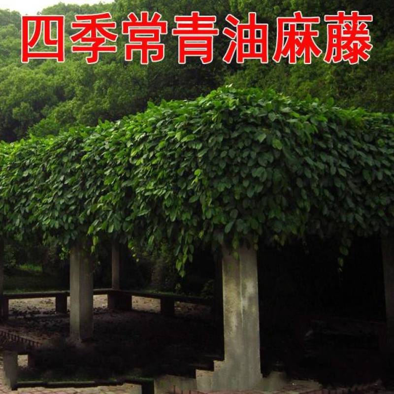 油麻藤种子大鸡血藤林木攀援花卉多年生植物中药材新种易