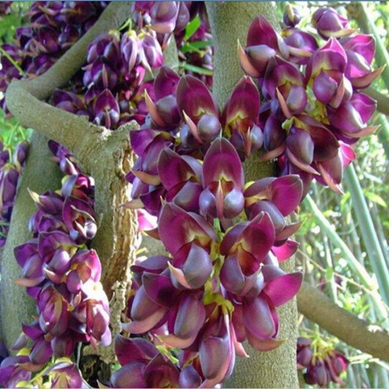 油麻藤种子大鸡血藤林木攀援花卉多年生植物中药材新种易