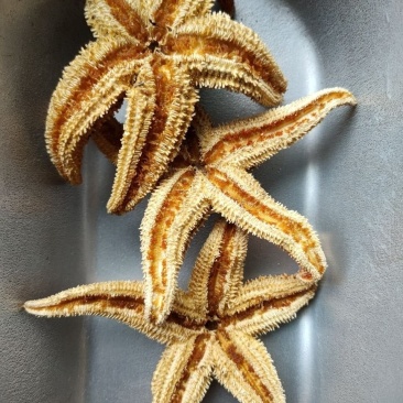 海星干货五角星滋补煲汤泡酒料中药材当天发货