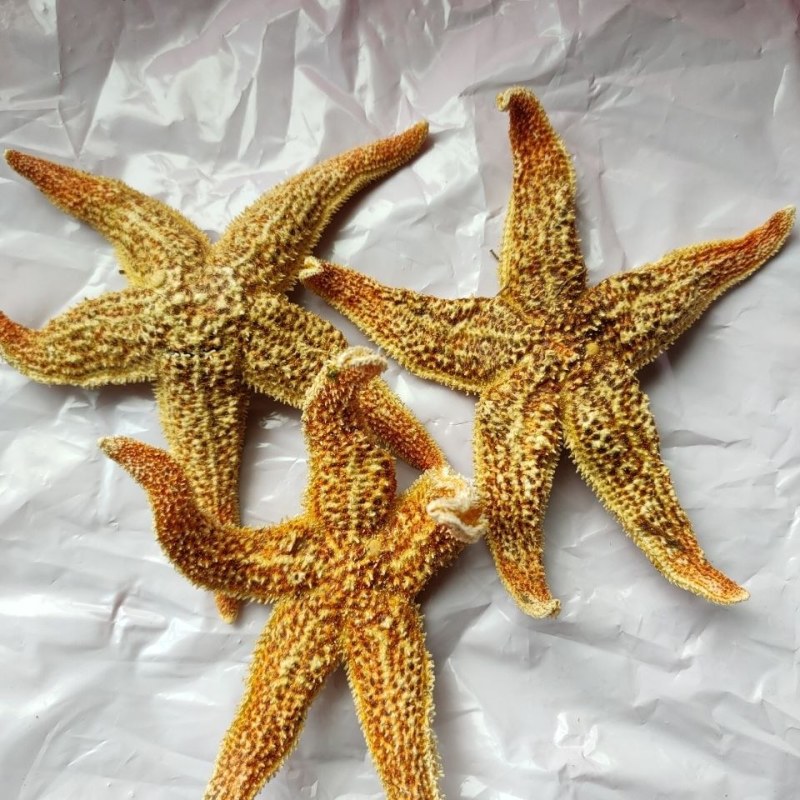 海星干货五角星滋补煲汤泡酒料中药材当天发货