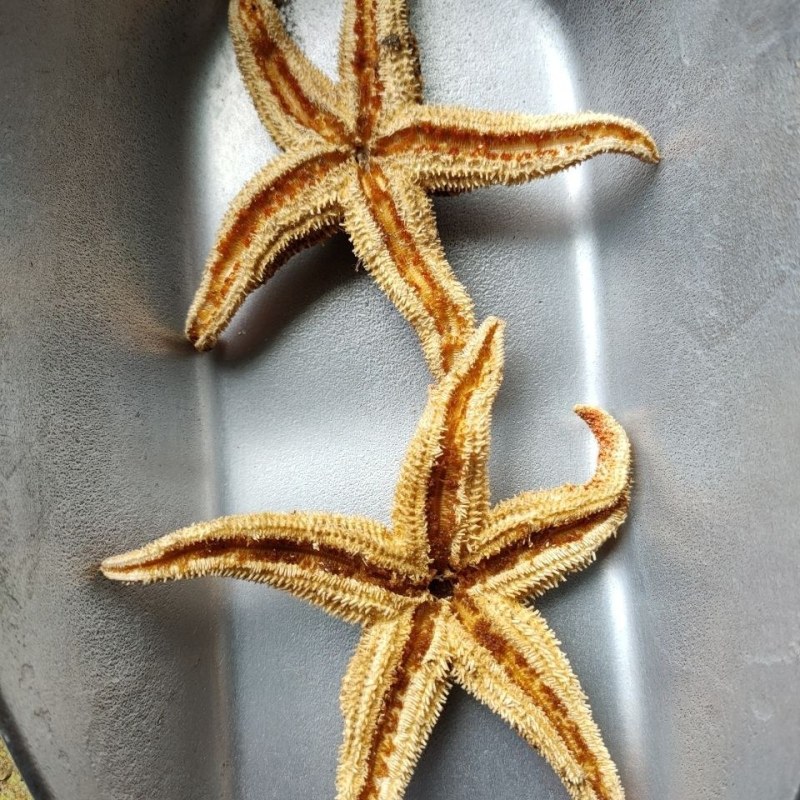 海星干货五角星滋补煲汤泡酒料中药材当天发货
