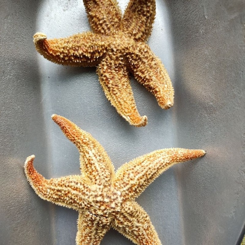 海星干货五角星滋补煲汤泡酒料中药材当天发货
