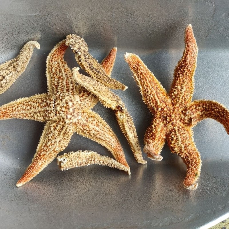 海星干货五角星滋补煲汤泡酒料中药材当天发货