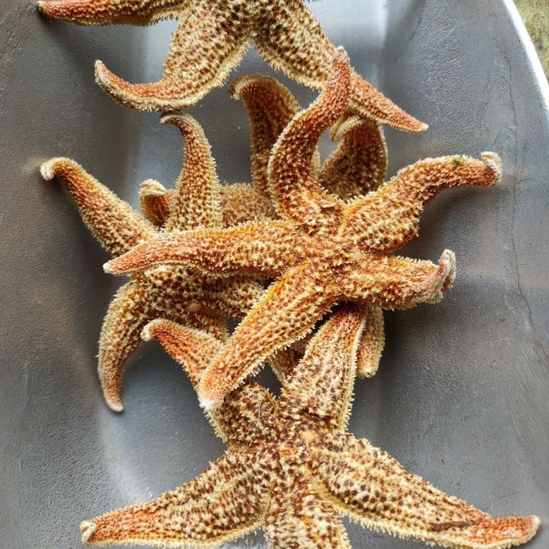 海星干货五角星滋补煲汤泡酒料中药材当天发货