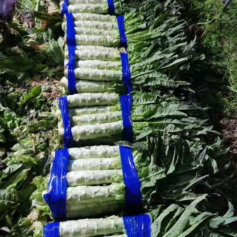 安徽宿州莴苣尖叶莴笋产地直发一手货源量大