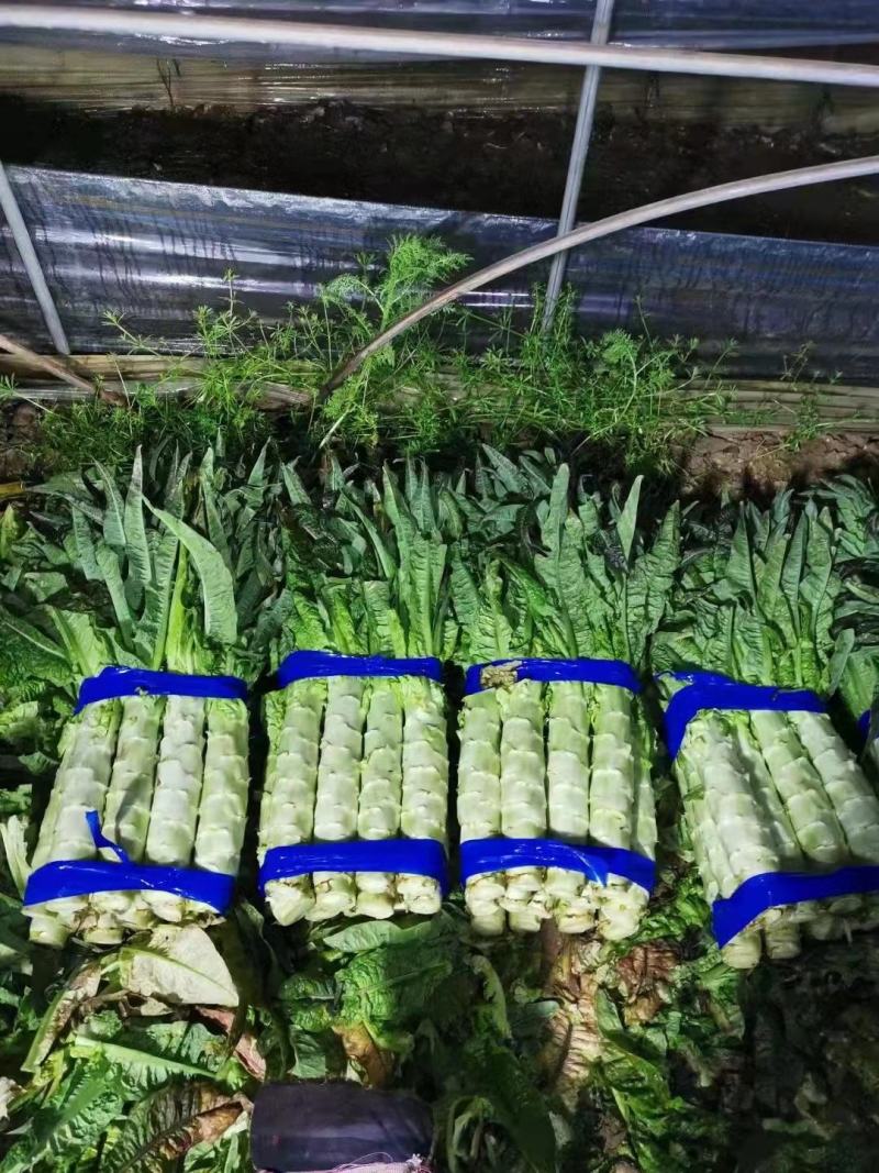 安徽宿州莴苣尖叶莴笋产地直发一手货源量大